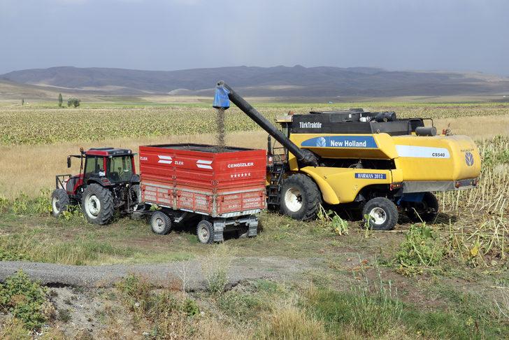 Ağrı'da ekim alanı genişleyen ayçiçeğinde verim artıyor G2