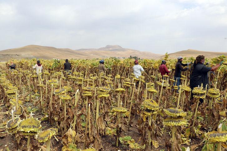 Ağrı'da ekim alanı genişleyen ayçiçeğinde verim artıyor G3