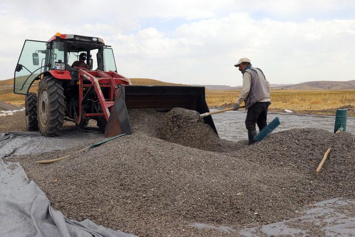 Ağrı'da ekim alanı genişleyen ayçiçeğinde verim artıyor G4