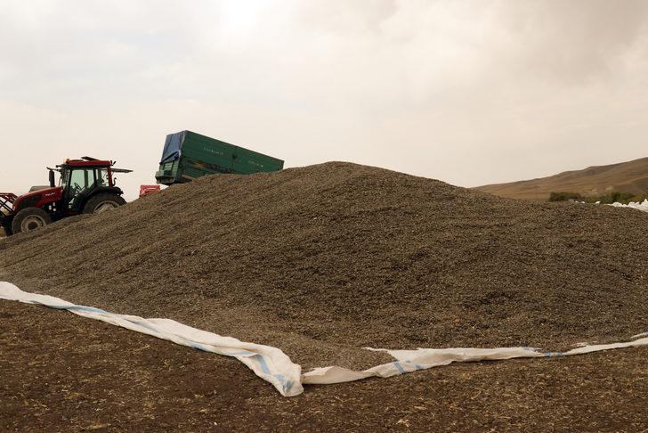 Ağrı'da ekim alanı genişleyen ayçiçeğinde verim artıyor G5