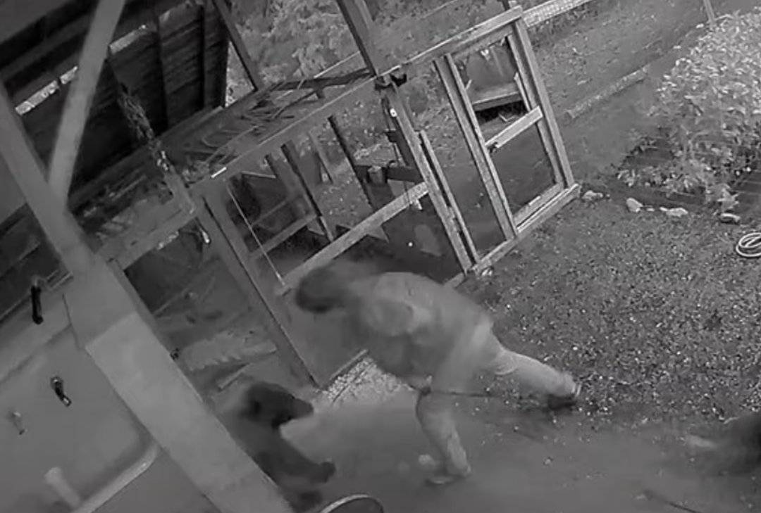 Sevgilisi ve k&ouml;peğiyle y&uuml;r&uuml;y&uuml;şe &ccedil;ıkmıştı! Aniden ayı saldırınca &ouml;yle bir şey yaptı ki...