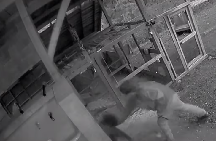 Sevgilisi ve köpeğiyle yürüyüşe çıkmıştı! Aniden ayı saldırınca öyle bir şey yaptı ki... G1