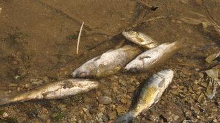 Balık ölümleri görülen Bolu'daki Çubuk Gölü'nden numune alındı