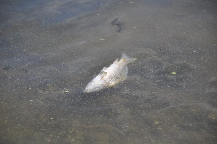 Balık ölümleri görülen Bolu'daki Çubuk Gölü'nden numune alındı G2