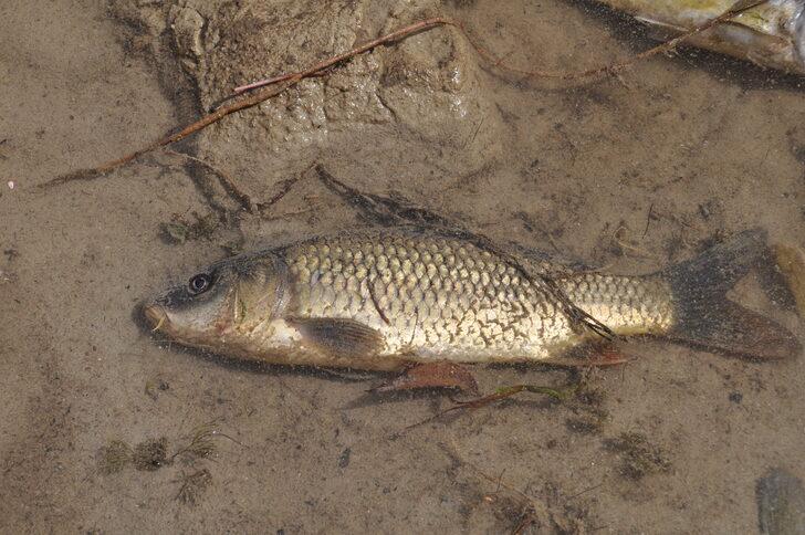 Balık ölümleri görülen Bolu'daki Çubuk Gölü'nden numune alındı G3