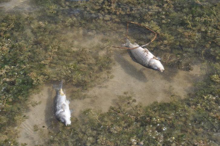 Balık ölümleri görülen Bolu'daki Çubuk Gölü'nden numune alındı G4