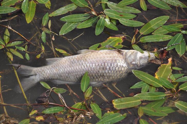 Balık ölümleri görülen Bolu'daki Çubuk Gölü'nden numune alındı G5