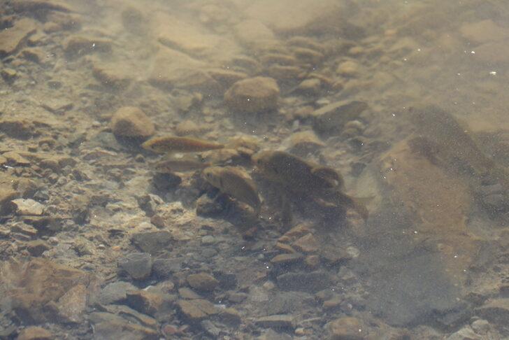 Bayburt'taki Kırklartepe Barajı'na 232 bin sazan yavrusu bırakıldı G2