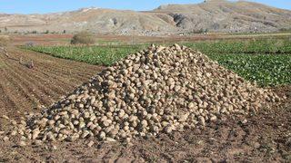 Sivas'ta şeker pancarında 1 milyon ton rekolte beklentisi