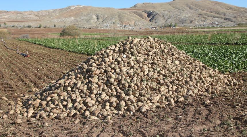 Sivas'ta şeker pancarında 1 milyon ton rekolte beklentisi