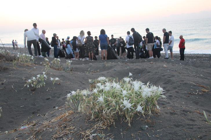 Mersin sahilinde koruma altındaki kum zambakları çiçek açtı G2