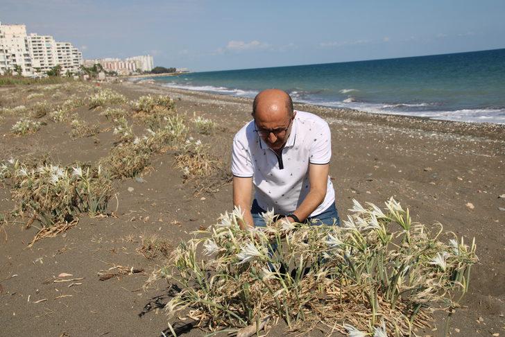 Mersin sahilinde koruma altındaki kum zambakları çiçek açtı G3