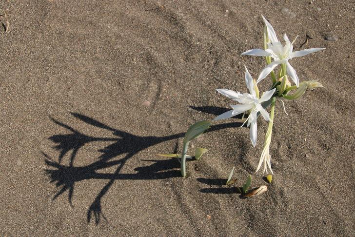 Mersin sahilinde koruma altındaki kum zambakları çiçek açtı G5