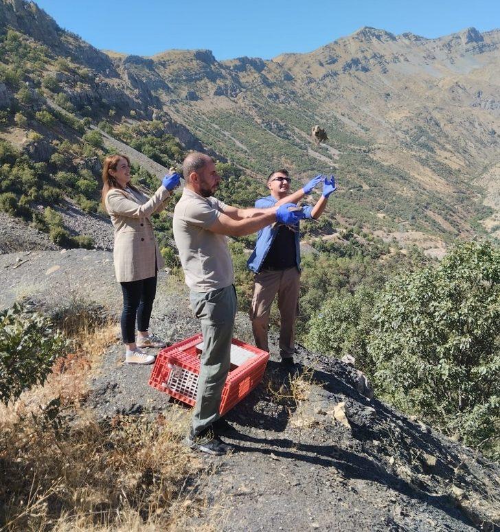 Hakkari'de 1300 keklik doğaya salındı G1
