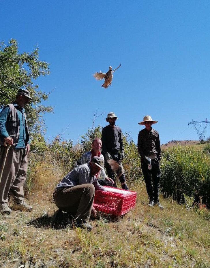 Hakkari'de 1300 keklik doğaya salındı G2