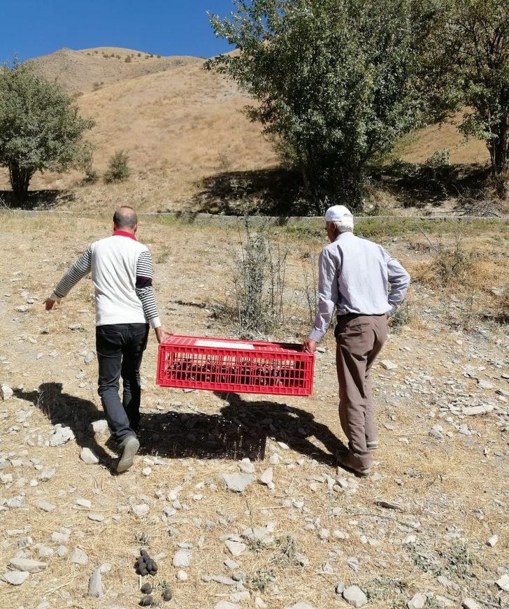Hakkari'de 1300 keklik doğaya salındı G3