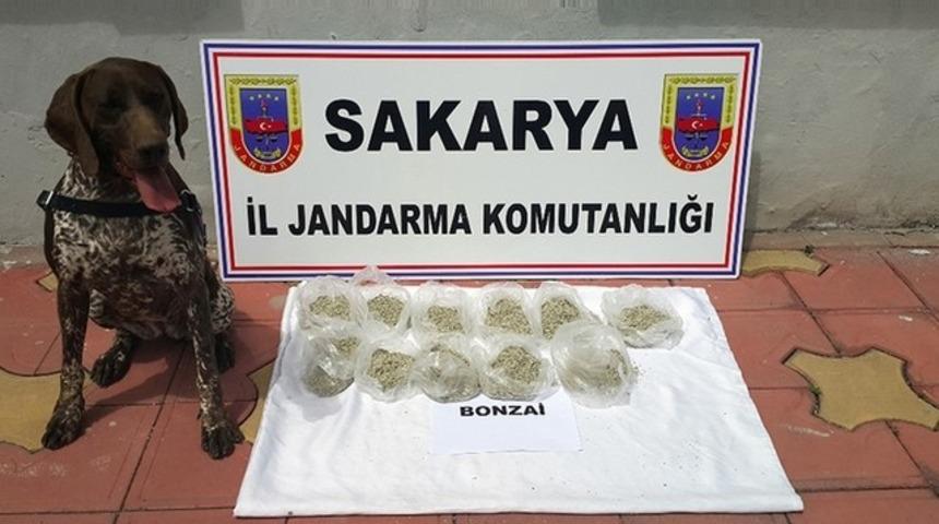 Ada &ccedil;ayına sinek ilacı sıkıp bonzai diye satmışlar