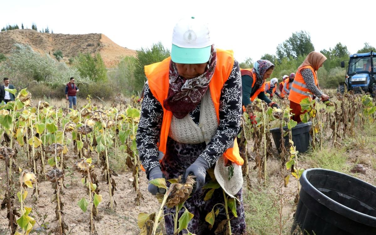 &Ccedil;ankırı'da ihtiya&ccedil; sahipleri i&ccedil;in ekilen ay&ccedil;i&ccedil;eğin hasadı yapıldı