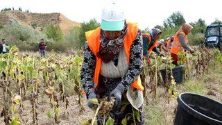 Çankırı'da ihtiyaç sahipleri için ekilen ayçiçeğin hasadı yapıldı