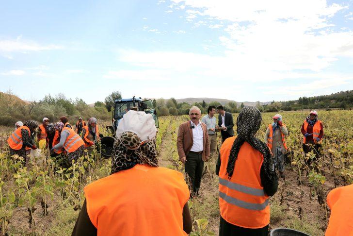 Çankırı'da ihtiyaç sahipleri için ekilen ayçiçeğin hasadı yapıldı G2