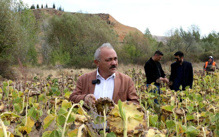Çankırı'da ihtiyaç sahipleri için ekilen ayçiçeğin hasadı yapıldı G3