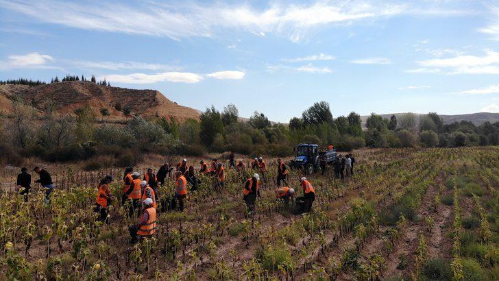 Çankırı'da ihtiyaç sahipleri için ekilen ayçiçeğin hasadı yapıldı G4