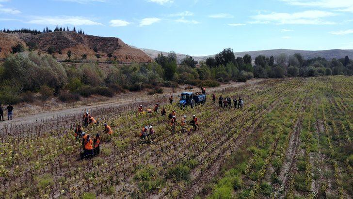 Çankırı'da ihtiyaç sahipleri için ekilen ayçiçeğin hasadı yapıldı G5
