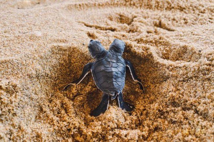 İki başlı kaplumbağa görenleri şaşkına çevirdi! “Her ikisinin de farklı kişilikleri var” G2