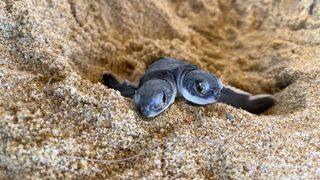İki başlı kaplumbağa görenleri şaşkına çevirdi! “Her ikisinin de farklı kişilikleri var”