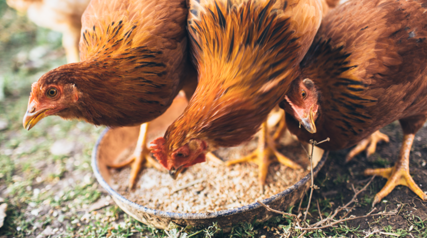 Kümese girdiğinde hayatının en büyük şokunu yaşadı! Tavuklarından bir tanesi cinsiyet değiştirip horoza dönüştü