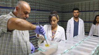 Akrep çiftliği kurdu, zehir sağıp satıyor! Litresi 10 milyon dolar