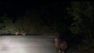 Trabzon'da ayıların akşam koşusu tebessüm ettirdi! Yormayalım onu yormayalım