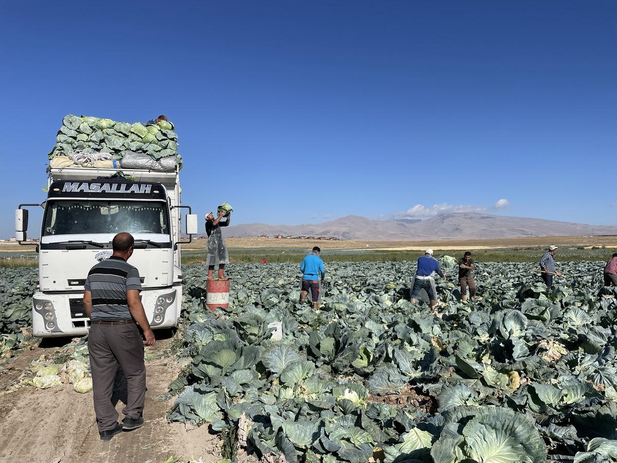 Niğde'de 130 bin ton lahana rekoltesi bekleniyor