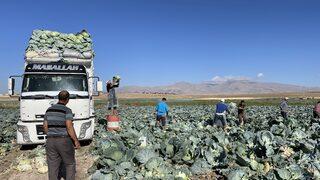 Niğde'de 130 bin ton lahana rekoltesi bekleniyor