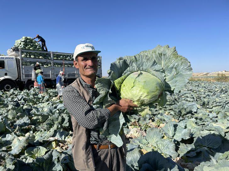 Niğde'de 130 bin ton lahana rekoltesi bekleniyor G2