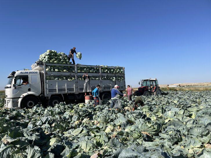 Niğde'de 130 bin ton lahana rekoltesi bekleniyor G3