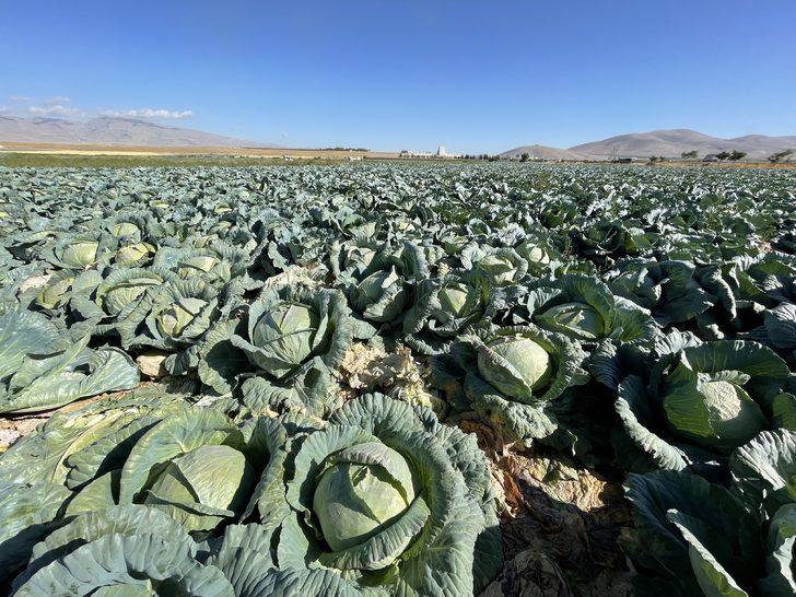 Niğde'de 130 bin ton lahana rekoltesi bekleniyor G4