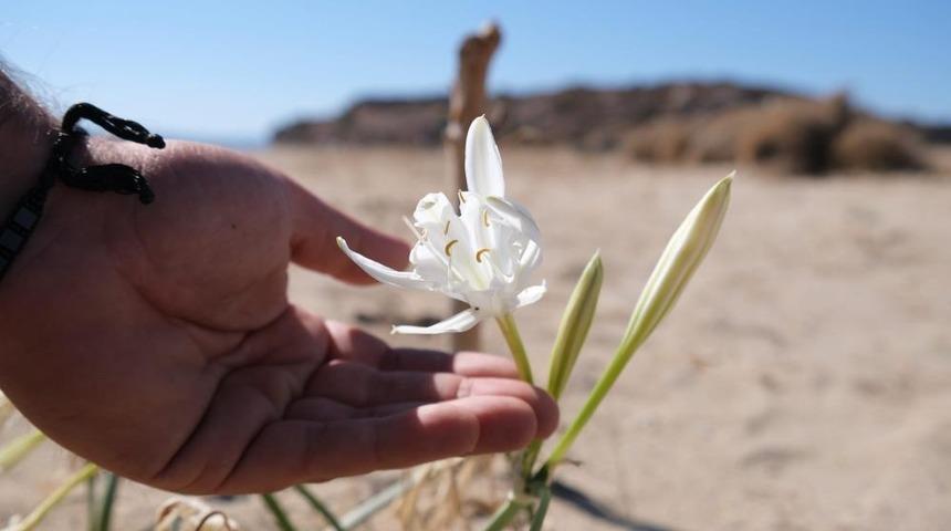 Ayvalık’ın kum zambakları açtı! Koparmanın cezası 109 bin lira