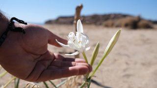 Ayvalık’ın kum zambakları açtı! Koparmanın cezası 109 bin lira