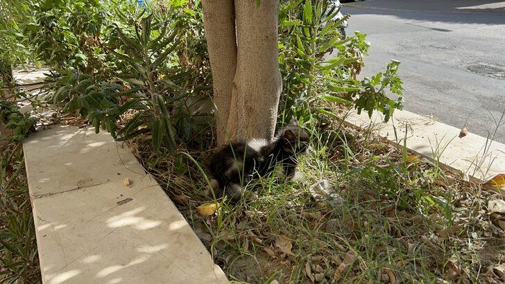 Alanya'da otomobilin motor kısmına sıkışan yavru kediyi itfaiye kurtardı G2
