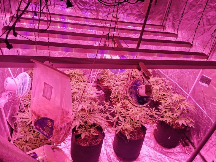 Mersin'de evinde Hint keneviri yetiştiren zanlı tutuklandı G2