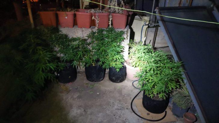 Mersin'de evinde Hint keneviri yetiştiren zanlı tutuklandı G3