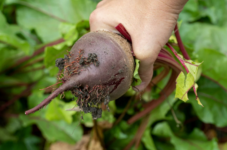 Bağışıklık için olmazsa olmaz: Tansiyonu düzenliyor, kanseri önlüyor G1
