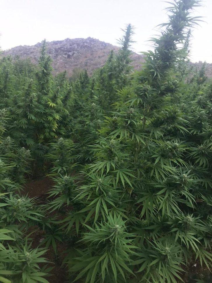 Eren Abluka-34 Narko Terör operasyonlarında 493 kilogram kubar esrar ele geçirildi G5