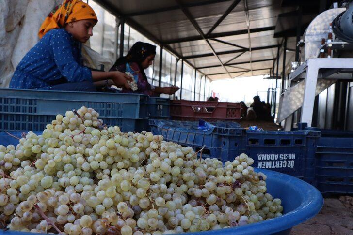 Şanlıurfa'da seralar kadınlara istihdam kapısı oluyor G1