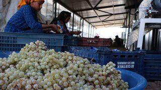 Şanlıurfa'da seralar kadınlara istihdam kapısı oluyor