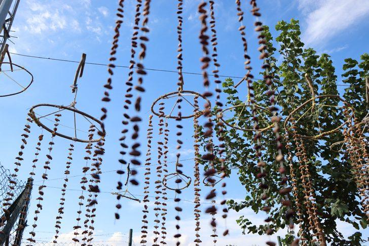 Şanlıurfa'da seralar kadınlara istihdam kapısı oluyor G4