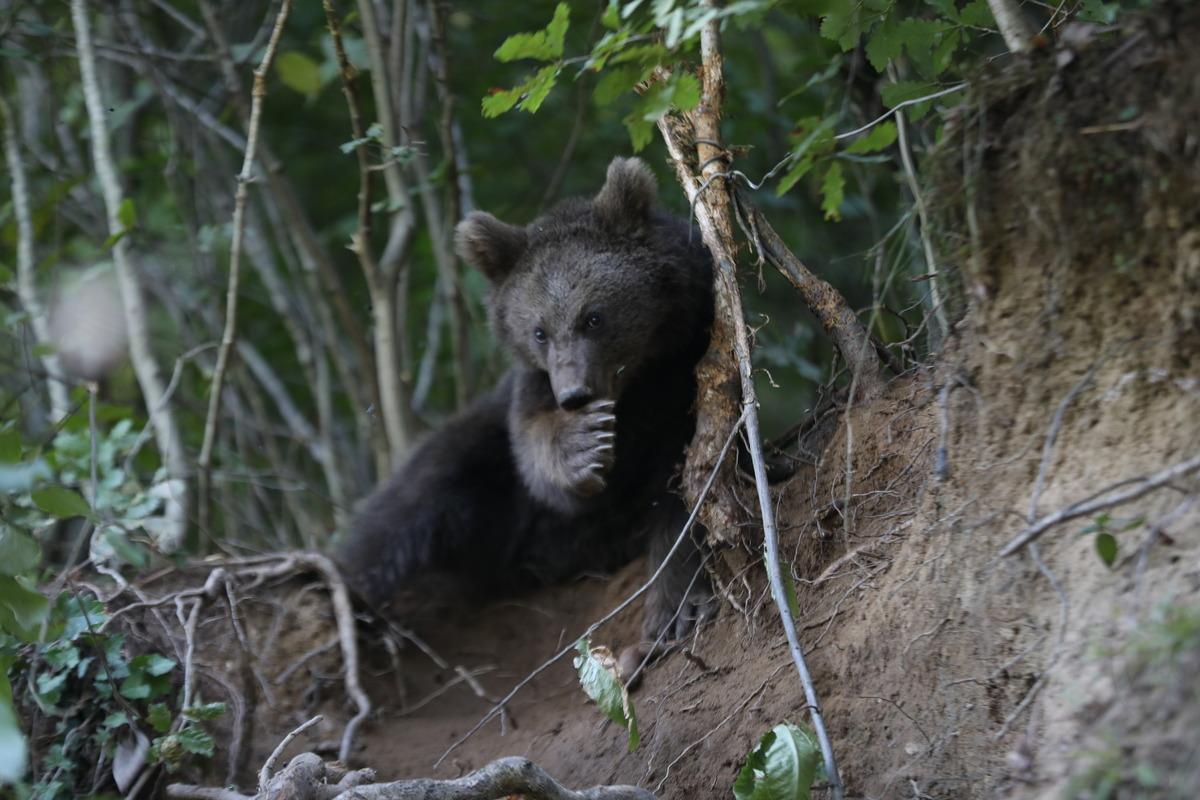 Rize'de domuzlara karşı kurulan tuzağa takılan yavru ayı kurtarıldı