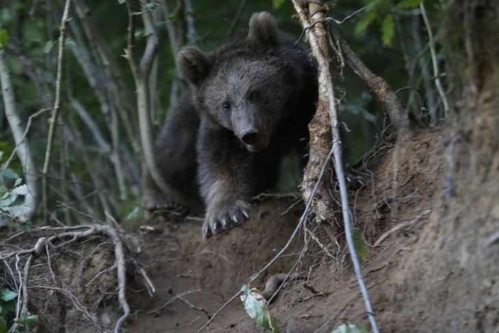 Rize'de domuzlara karşı kurulan tuzağa takılan yavru ayı kurtarıldı G2