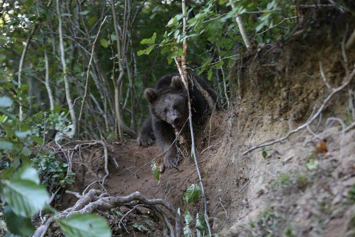 Rize'de domuzlara karşı kurulan tuzağa takılan yavru ayı kurtarıldı G3